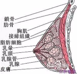 怎樣選擇文胸和文胸的材質識別