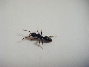 家裡進很多螞蟻怎麼辦