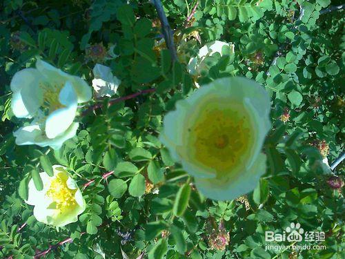 老年人在傍晚散步的時候欣賞乳白色薔薇花來養生