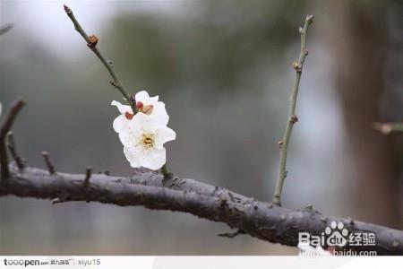 三分鐘速成之花卉壓條繁殖