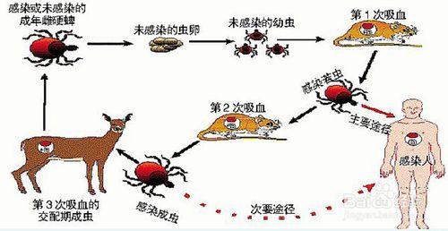 一種可怕的寄生蟲【密集恐懼症者慎入】