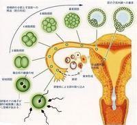 胚胎停育的原因是什麼