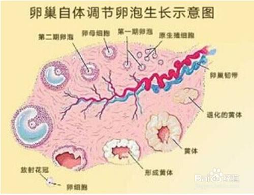 女人保養卵巢的必要性，怎麼保養卵巢