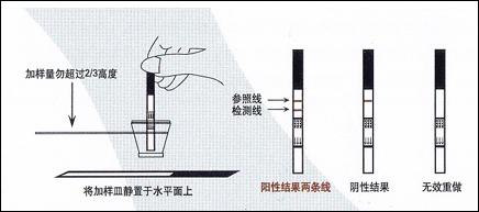 速可讀精斑檢測試紙的基本操作方法