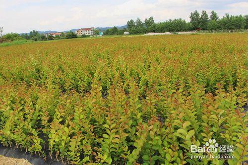 速生豔紅紫薇夏季半木質化枝條扦插方法