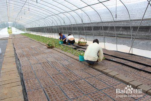 速生豔紅紫薇夏季半木質化枝條扦插方法