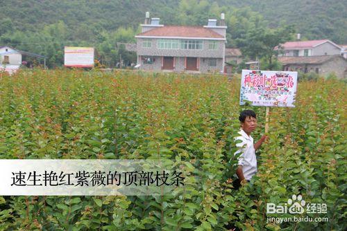 正宗速生豔紅紫薇的品種分辨方法