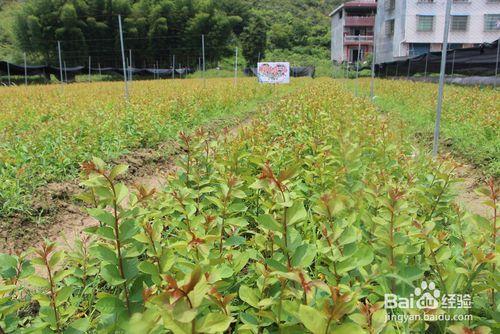 速生豔紅紫薇夏季半木質化枝條扦插方法