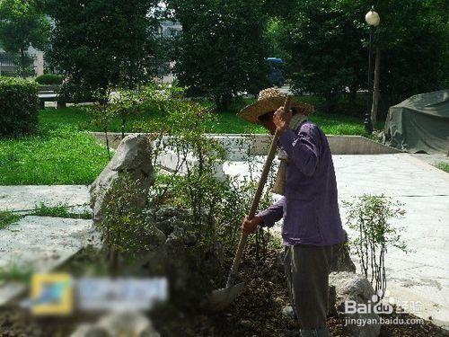 高溫季節綠化苗木澆水養護的方法