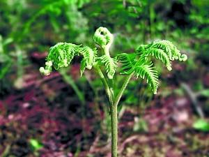 有哪些可以治病的野菜？