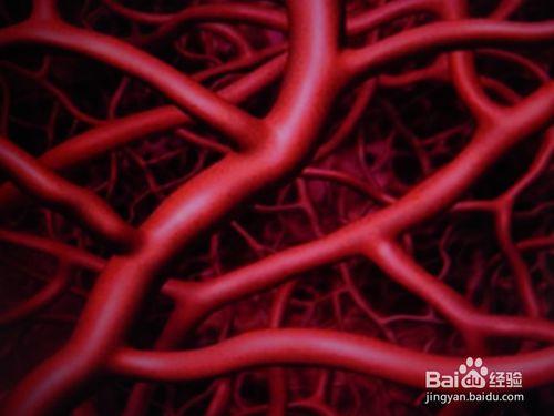 人體血管是怎麼形成的？