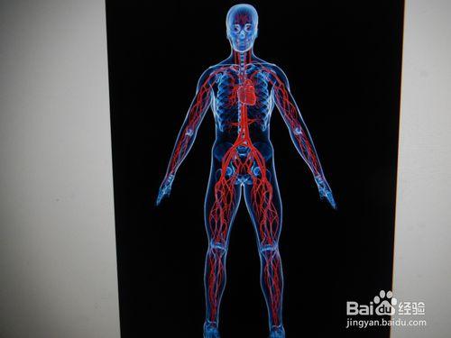 人體血管是怎麼形成的？
