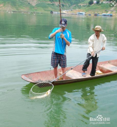 垂釣鯉魚的線組