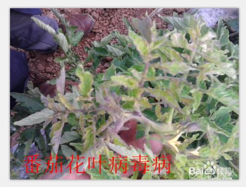 植物病害的識別與防治方法