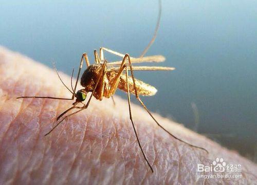 兒童使用驅蚊液好不好？需要注意哪些問題？