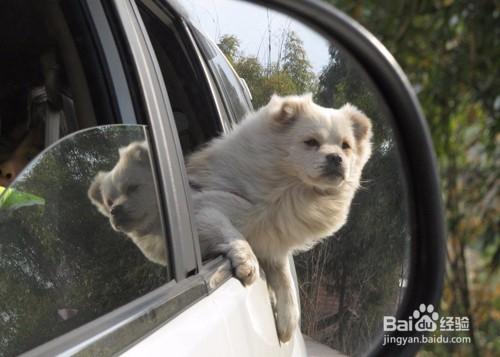 如何給狗狗改變暈車的小技巧