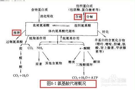 新肌飲納米膠原蛋白吸收步驟