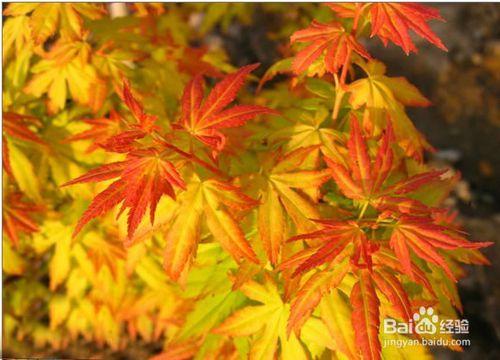 橙之夢紅楓與金陵黃楓的區別