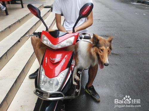 蘇格蘭牧羊犬一歲時喜歡做的事