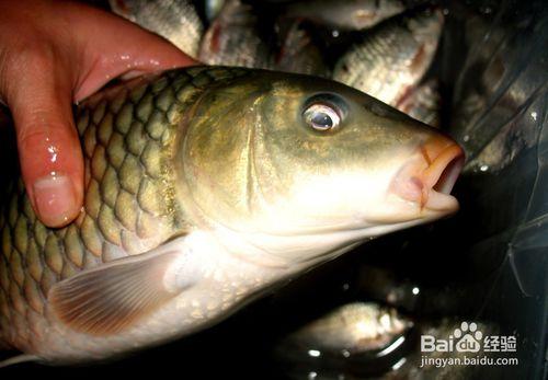 秋季保健養生吃什麼魚