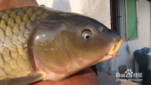 秋季保健養生吃什麼魚