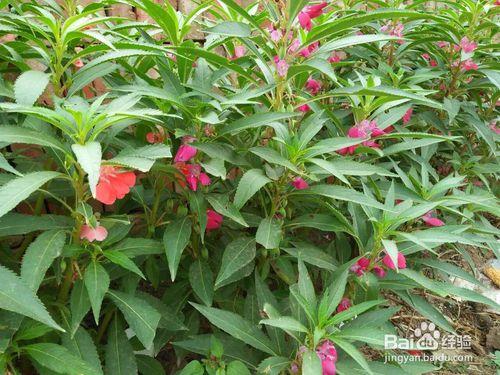 一種能染指甲的花，鳳仙花