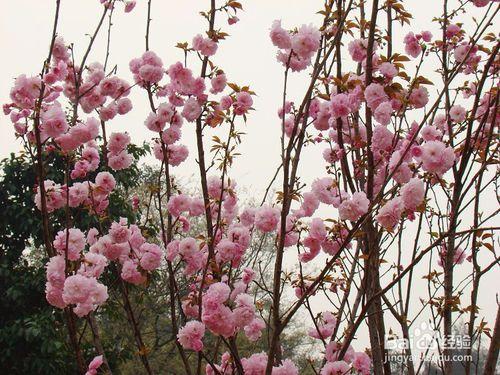 如何鑑別優質櫻花樹苗-關山櫻化肥辨別簡易方法