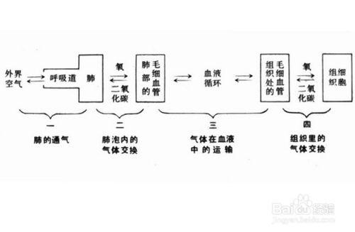 初中生怎樣學好生物學？