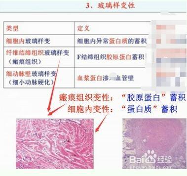 納米膠原蛋白導致細胞增生的過程