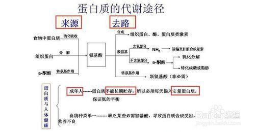 納米膠原蛋白導致細胞增生的過程