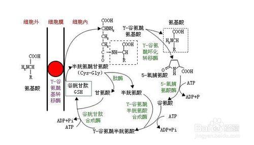 納米膠原蛋白導致細胞增生的過程