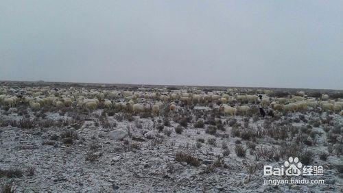 2014年甘肅雪山一日遊