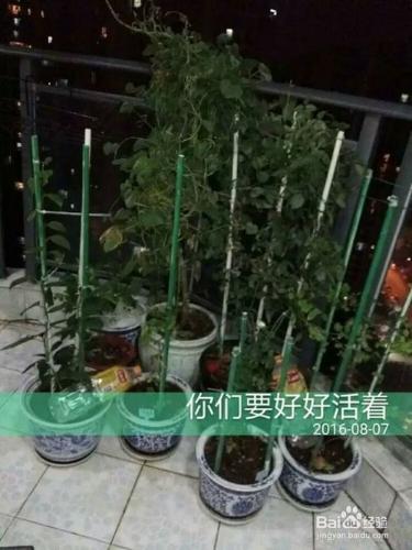 出差後自動澆花出門自動澆灌滴水花草保命方法