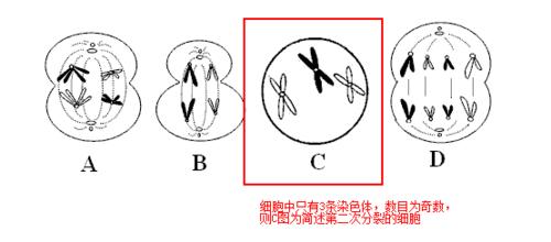 如何區分各種細胞的分裂影象