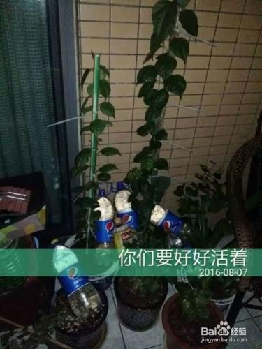 出差後自動澆花出門自動澆灌滴水花草保命方法