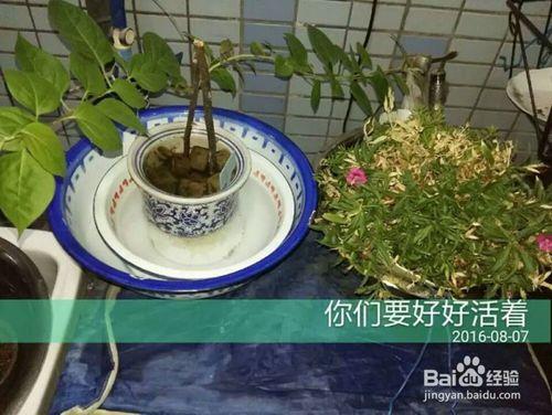 出差後自動澆花出門自動澆灌滴水花草保命方法