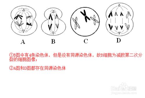 如何區分各種細胞的分裂影象