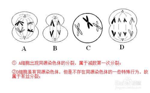 如何區分各種細胞的分裂影象