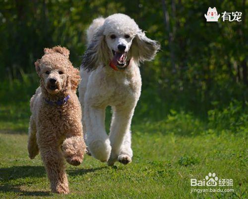 百變女王——貴賓犬