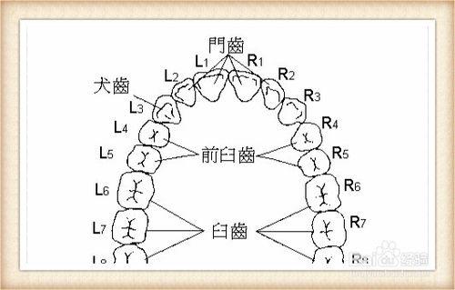 認識我們的牙齒，怎樣保護孩子的牙齒