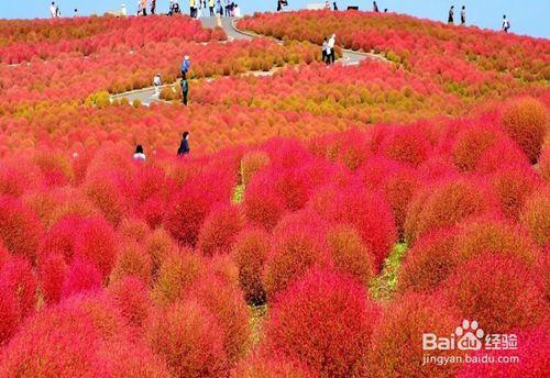 秋天日本旅遊購物指南