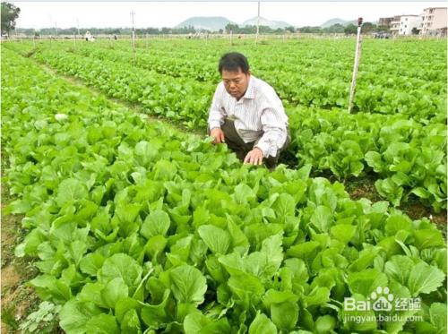 蔬菜批發生意怎麼做