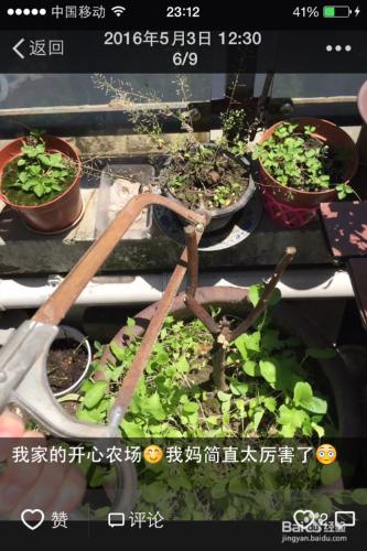 頂樓露臺上種植櫻桃樹的方法