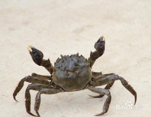 怎樣挑選螃蟹——挑選螃蟹的方法