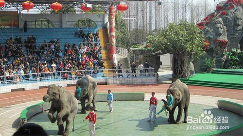 上海野生動物園攻略