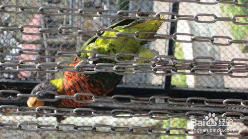 上海野生動物園攻略