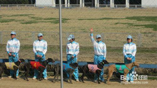 上海野生動物園攻略