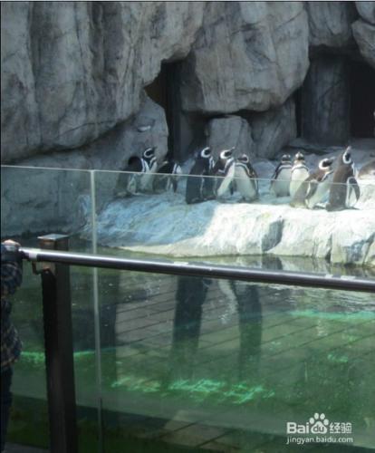 上海野生動物園攻略