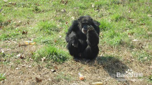 上海野生動物園攻略