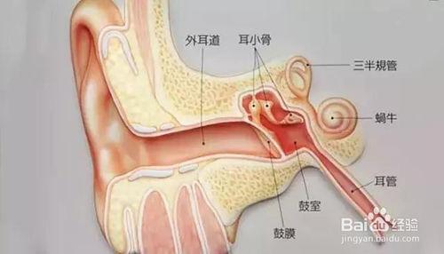 到底要不要挖耳朵